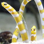 すみだ水族館に200匹もいるチンアナゴで人気No.1の種は? 種類によって模様やケンカスタイルに違いがあるって知ってた? 11/11「チンアナゴの日」イベントでわかった事実