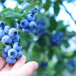 「#青い食べ物」人気でシルバーバレーファームの冷凍ブルーベリー出荷が好調！ 抗酸化成分 アントシアニンが青い色味を演出、サムシングブルーな幸せを呼ぶ注目食材に