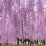 あしかがフラワーパーク 「大藤まつり2023」 を繰り上げ開催! 一面の 藤の花 に 鬼滅の鬼達も近寄れない! ( 栃木県・足利市 )