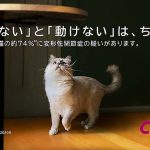 ゾエティスが猫の変形性関節症を考える動画を公開! ネコが走る動画をInstagram投稿してカリモクキャット人気グッズをゲットしよう!