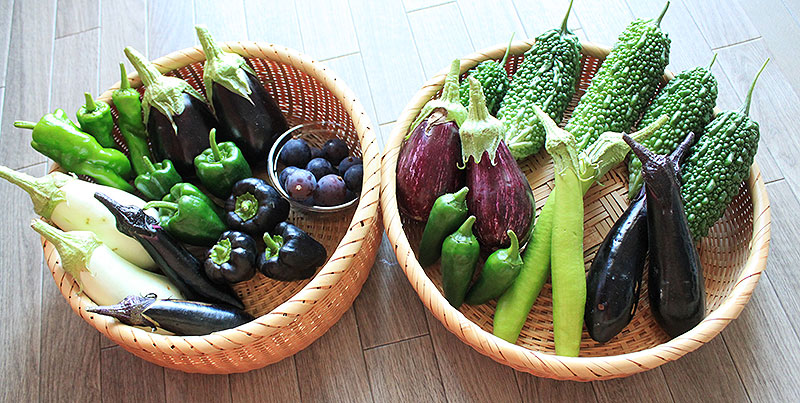 千葉県香取市 農園リゾート ザファーム THE FARM で夏野菜収穫が 千葉県香取市 農園リゾート ザファーム THE FARM で夏野菜収穫が