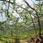 千葉県 香取の農園リゾート THE FARM ザファームで「ぶどうの木の下でくつろぐアフタヌーンティープラン」「贈答用ぶどうが食べ放題!“極あま巨峰”狩り」が始まったぞ! 関東最速のぶどう狩りをいまこそ体感だ!