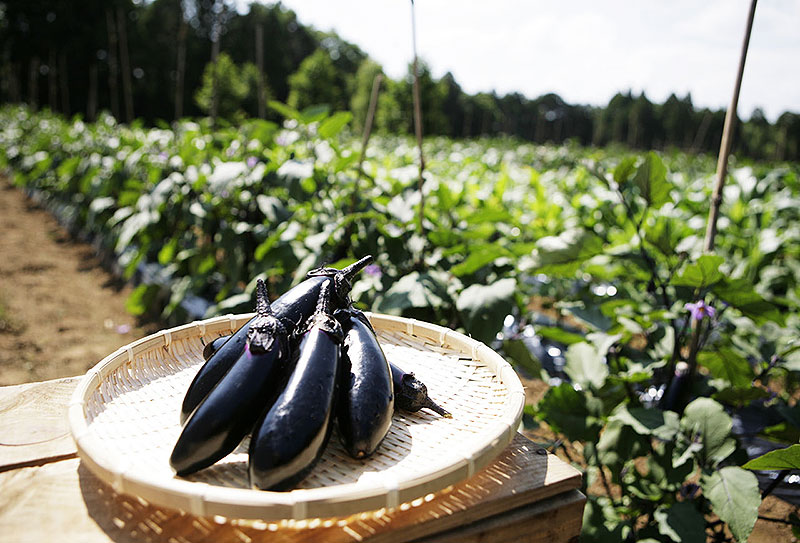 千葉県香取市 農園リゾート ザファーム THE FARM で夏野菜収穫が 千葉県香取市 農園リゾート ザファーム THE FARM で夏野菜収穫が