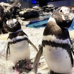 すみだ水族館でペンギンたちの恋と欲望のリアルを目撃! 10年ぶり彼氏できた年上ペンギン、食べ盛りの子ペンギン BIG4…ペンギンカップルの見極め方&相関図を飼育担当が伝授!