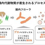 花粉症予防のカギは腸内 短鎖脂肪酸、食物繊維やオリゴ糖などの食品と細菌のセットが必要_専門医がその最新情報を公開