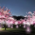 東京 桜と花の名所 浮間 小金井 舎人の都立公園で「花と光のムーブメント」開催中! 昼は色とりどりの花を愛で、夜はライトアップで幻想的風景に没入!