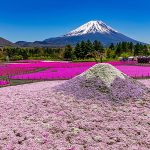 富士本栖湖リゾートの芝桜がいま満開! 富士芝桜まつり+ピーターラビット イングリッシュガーデンで感動絶景&絶品グルメを体感しよう!