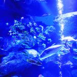 東京 すみだ水族館 の夏限定ひんやり空間で冷たいスイーツ&サワーを! ことしは海水浴じゃなくて屋内水族館で海の中へ! Cool! Coool! Cooool!