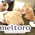 ベルメゾン meltoro メルトロ が猫ちゃんの肌触りと同じぐらいふわふわで温か! 新作もいろいろ登場、ネコちゃん撫でてる感覚でぬくぬく