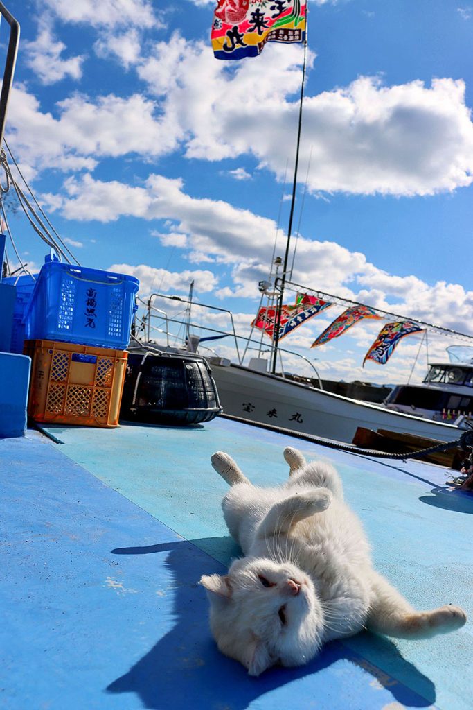 熊本 天草 の小さな島々に絶景＆絶品グルメがいっぱい！ イルカ遭遇率90％以上！ 島全体が猫カフェな湯島や極上リゾート＆温泉でリセットする旅へ