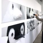 王子ネピア鼻セレブティシュ「愛でたい鼻展」10/12〜10/20 @原宿 で鼻セレブの世界観を全身で体感! ふわかわいい展示や体験がいっぱい、みんなで撮る遊ぶ学ぶで限定レアグッズをゲット!