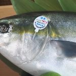 「かぼすブリ」の味力を知って欲しい　日本一の「おんせん県」で育ったブランドブリ