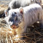 埼玉 東武動物公園 白トラ赤ちゃん2頭 公開中！ 超貴重もふもふ動画をチェキして2頭のやんちゃっ子トラに実際に会いに行こう！ 気になる2頭の見分け方、性格は？