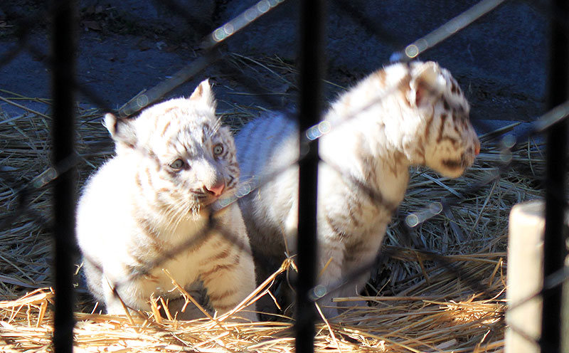 東武動物公園のとら ふわふわ白トラ赤ちゃん 東武動物公園で1月公開 まるで