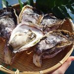 島根県 隠岐の島旅で味わえる 岩牡蠣 いわがき はいまが旬! オイスターマニアも「絶対に訪れたい地」という隠岐の“島ごはん”を体感するならいまだ!