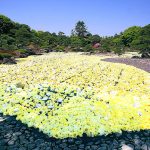 島根県 大根島 日本庭園 由志園 三万輪の牡丹が浮かぶ 池泉牡丹 5/6 まで無料送迎バス運行、5/6 はイエローガーデンフェス「黄金の池泉牡丹」いまこそ“絶景絶品しまね時間”の旅へ