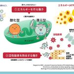 還元型コエンザイムQ10 でストレス疲労回復力を毎日手軽にキープ　睡眠の質も向上　抗酸化作用を発揮し細胞ダメージを軽減　いつまでも元気な心身へ