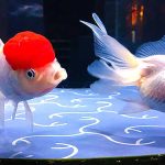 東京スカイツリータウン すみだ水族館 企画展「東京金魚」7/24~9/30 がめっちゃ楽しい♪かわいい♪館内は涼しいしおいしく学べて自由研究もここで解決