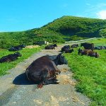 島根県 隠岐諸島 知夫里島へ ゆっくり島時間の夏 七類港からフェリー2時間で奇景絶景の大自然へ 透明度抜群のおだやかで混み合わない海水浴場も◎