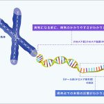 ミルテル テロメアテスト で老化と健康リスクを見える化 病気の予兆にいち早く気づいて予防する時代へ いつもの健康診断に加えたい新たな選択肢 リキッドバイオプシーなどを活用