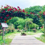 東京 代々木公園「秋のバラフェスタ」10/19 開催 夜は野外シネマ「もったいないキッチン」上映 都会で空がいちばん広い森林公園の秋フェス