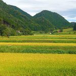 島根県　世界農業遺産認定 奥出雲の棚田をめぐる食の旅へいまこそ　県産 仁多米 比田米 神楽米 ことしの新米を 奥出雲 NAORAI で販売　ふっくら粒立ち絶品を木次線に乗って♪