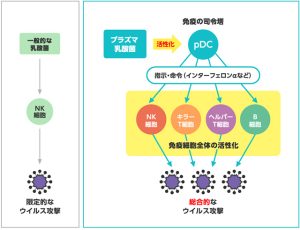 プラズマ乳酸菌の最新研究がすごい！　この冬の感染症から身を守る可能性に注目